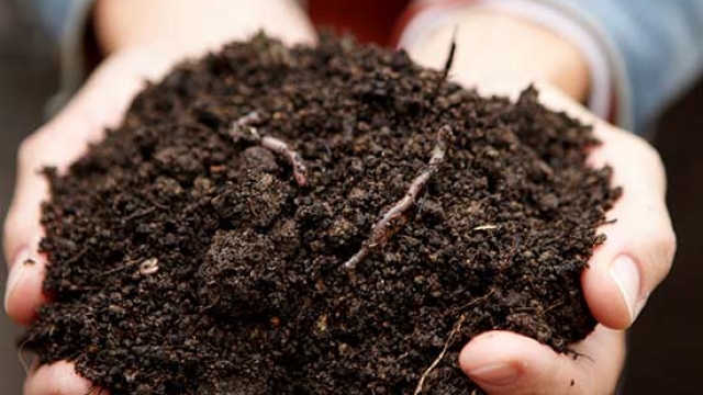 Green Thumb Secrets: Unleash Your Garden’s Full Potential with These Fertilizers