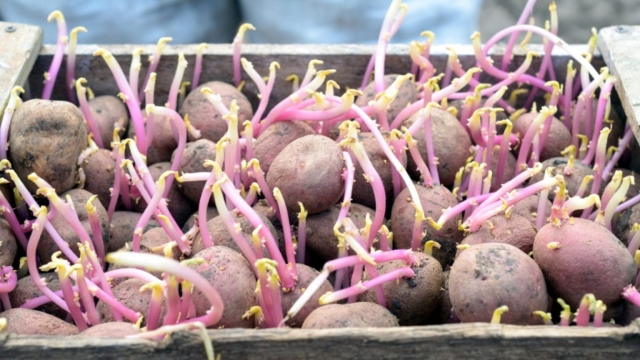 Perfect Pairings: Unlock the Secret to Successful Potato Companion Plants!