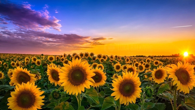 Cabbage Worms vs. Harvest Sunflowers: Unveiling Nature’s Battle