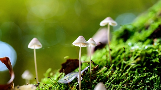 From Spores to Shrooms: Unleashing the Magic of Mushroom Growing!