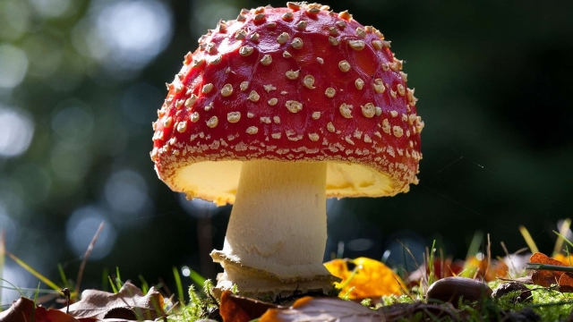 Fungi Fun: A Guide to Growing Your Own Mushrooms