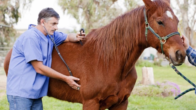 Boosting Hoof Health: The Ultimate Guide to Horse Supplements and Vitamins