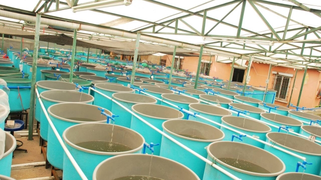 Revolutionizing the Blue Economy: The Future of Aquaculture Technology