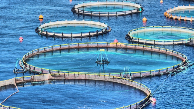 Revolutionizing the Oceans: The Future of Aquaculture Technology