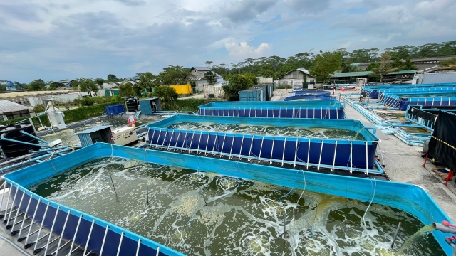 Revolutionizing the Waves: The Future of Aquaculture Technology