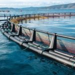 Revolutionizing the Waves: The Future of Aquaculture Technology