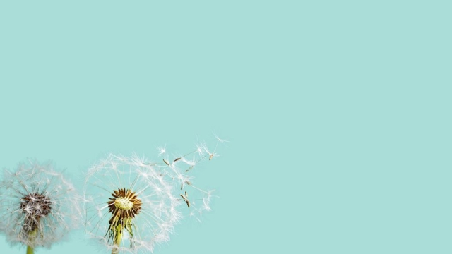 Needles of Serenity: Unveiling the Magic of Acupuncture